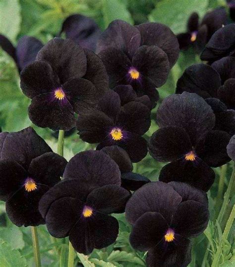 天地人三盤 黑色的花有哪些